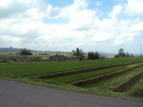 Отель Teras Subak Jatiluwih  Penebel